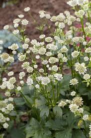 Attēlu rezultāti vaicājumam “Astrantia major flower”
