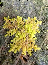 Attēlu rezultāti vaicājumam “Ptilidium pulcherrimum sporophyte”