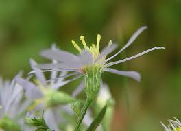 Attēlu rezultāti vaicājumam “Symphytocarpus impexus young”
