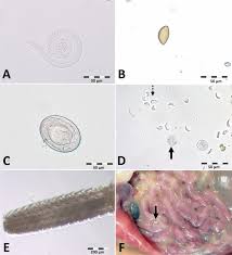Attēlu rezultāti vaicājumam “Erinaceus sp.”