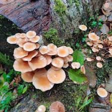 Attēlu rezultāti vaicājumam “Postia guttulata”