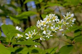 Attēlu rezultāti vaicājumam “Prunus padus var. roseiflora flower”