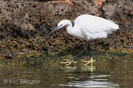 Image result for Egretta garzetta