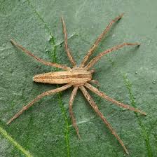 Attēlu rezultāti vaicājumam “Tibellus oblongus”