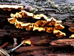 Attēlu rezultāti vaicājumam “Pseudomerulius aureus”