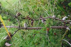 Attēlu rezultāti vaicājumam “Pinus banksiana”