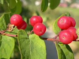 Attēlu rezultāti vaicājumam “Lonicera tatarica leaf”