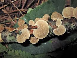 Attēlu rezultāti vaicājumam “Panellus stipticus”