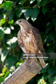 Attēlu rezultāti vaicājumam “Buteo buteo adult”