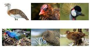 Attēlu rezultāti vaicājumam “Gruiformes”