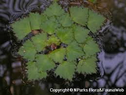 Attēlu rezultāti vaicājumam “Trapaceae”