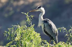 Attēlu rezultāti vaicājumam “Ardea cinerea”