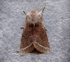 Attēlu rezultāti vaicājumam “Orthosia opima”