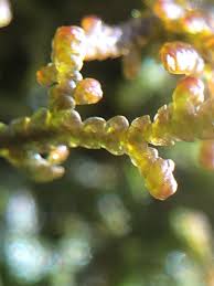 Attēlu rezultāti vaicājumam “Frullania tamarisci macro”