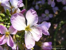 Attēlu rezultāti vaicājumam “Raphanus sativus flower”