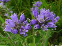Attēlu rezultāti vaicājumam “Campanula cervicaria bud”