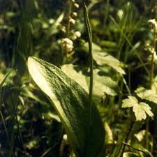 Attēlu rezultāti vaicājumam “Ophioglossum vulgatum”