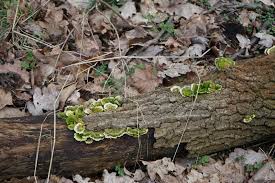 Attēlu rezultāti vaicājumam “Trametes gibbosa”