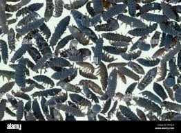 Attēlu rezultāti vaicājumam “Hypogastrura sp.”