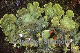 Attēlu rezultāti vaicājumam “Peltigera leucophlebia”