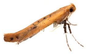 Attēlu rezultāti vaicājumam “Gracillariidae”