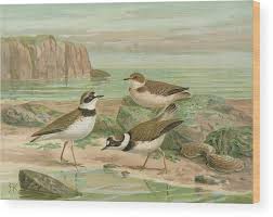 Attēlu rezultāti vaicājumam “Charadrius dubius”