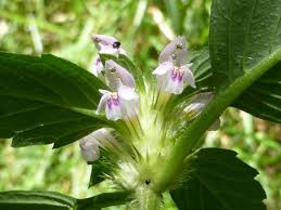 Attēlu rezultāti vaicājumam “Galeopsis tetrahit”