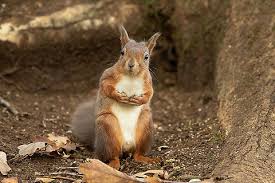 Attēlu rezultāti vaicājumam “Sciurus vulgaris”