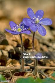 Attēlu rezultāti vaicājumam “Hepatica nobilis bud”