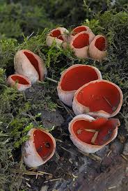 Attēlu rezultāti vaicājumam “Sarcoscypha austriaca”