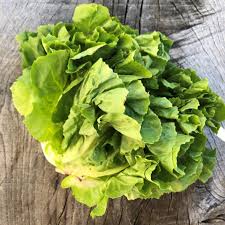 Image result for Endivie