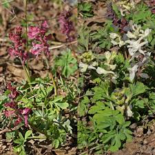 Attēlu rezultāti vaicājumam “Corydalis cava leaf”