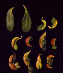 Attēlu rezultāti vaicājumam “Arctostaphylos uva-ursi leaf”