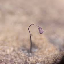 Attēlu rezultāti vaicājumam “Cribraria lepida”