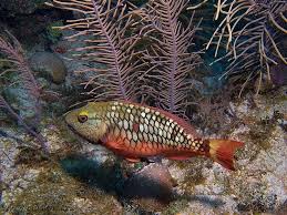 Image result for Sparisoma viride