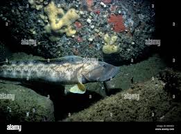 Image result for Zoarces americanus