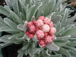 Image result for Helichrysum subulifolium