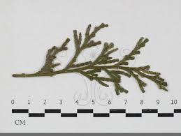 Attēlu rezultāti vaicājumam “Gymnosporangium sp.”