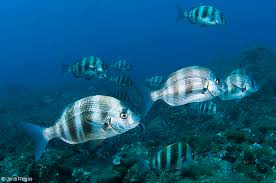 Image result for Diplodus cervinus