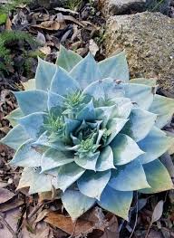 Attēlu rezultāti vaicājumam “Bolboschoenus maritimus flower”