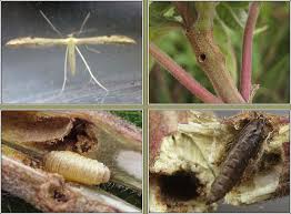 Attēlu rezultāti vaicājumam “Adaina microdactyla”