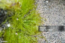 Attēlu rezultāti vaicājumam “Cladophora glomerata”