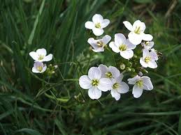 Attēlu rezultāti vaicājumam “Cardamine pratensis flower”