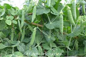 Image result for Erbsen