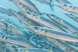 Attēlu rezultāti vaicājumam “Biatora sphaeroides”