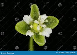 Attēlu rezultāti vaicājumam “Sagina procumbens flower”