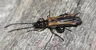 Attēlu rezultāti vaicājumam “Oedemera femorata”