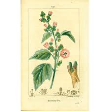 Image result for Althaea officinalis