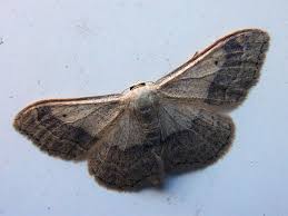 Attēlu rezultāti vaicājumam “Idaea aversata”