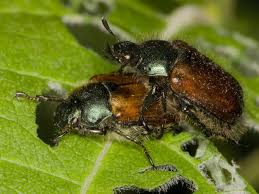 Attēlu rezultāti vaicājumam “Phyllopertha horticola imago”